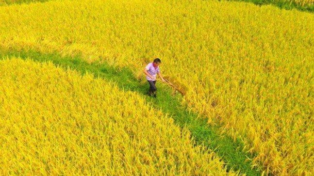 Çin’de İklim değişikliği sonbahar hasadını da öne çekti